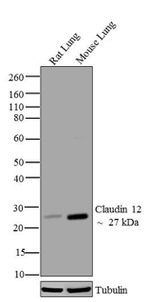 Claudin 12 Antibody in Western Blot (WB)