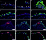 Claudin 10 Antibody in Immunohistochemistry (Frozen) (IHC (F))