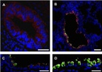 Claudin 10 Antibody in Immunohistochemistry (Frozen) (IHC (F))