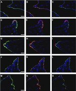 Claudin 10 Antibody in Immunohistochemistry (Frozen) (IHC (F))