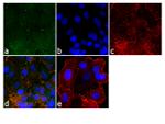 ZO-2 Antibody in Immunocytochemistry (ICC/IF)