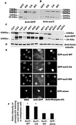 Aurora C Antibody in Western Blot (WB)