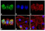 Aurora C Antibody in Immunocytochemistry (ICC/IF)