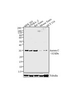 Aurora C Antibody in Western Blot (WB)