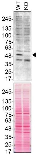 Parkin Antibody