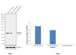 Galectin 3 Antibody in Western Blot (WB)