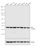 HuR Antibody in Western Blot (WB)