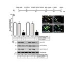 PPAP2B Antibody in Western Blot, Flow Cytometry (WB, Flow)