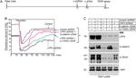 PPAP2B Antibody in Western Blot (WB)