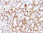 Laminin, gamma 1 (LAMC1) Antibody in Immunohistochemistry (Paraffin) (IHC (P))