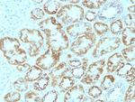 Laminin, gamma 1 (LAMC1) Antibody in Immunohistochemistry (Paraffin) (IHC (P))