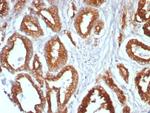 CD107a/Lysosomal associated membrane protein 1 (LAMP1) Antibody in Immunohistochemistry (Paraffin) (IHC (P))