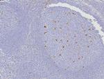 CD107a/Lysosomal associated membrane protein 1 (LAMP1) Antibody in Immunohistochemistry (Paraffin) (IHC (P))