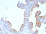 CD107a/Lysosomal associated membrane protein 1 (LAMP1) Antibody in Immunohistochemistry (Paraffin) (IHC (P))