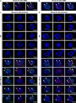 AID Antibody in Immunocytochemistry (ICC/IF)