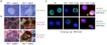 AID Antibody in Immunohistochemistry (IHC)