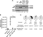 AID Antibody in Western Blot (WB)