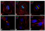 INCENP Antibody