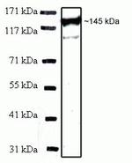 INCENP Antibody in Western Blot (WB)