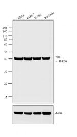 BNIP3L Antibody in Western Blot (WB)