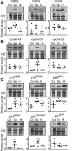 p16INK4a Antibody in Western Blot (WB)