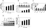 NQO1 Antibody in Western Blot (WB)