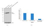 MSH6 Antibody