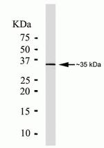 PIM1 Antibody in Western Blot (WB)