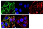 beta Arrestin 1 Antibody in Immunocytochemistry (ICC/IF)