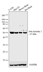 beta Arrestin 1 Antibody in Western Blot (WB)