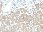 Leptin Receptor (LEPR)/Ob-R/CD295 Antibody in Immunohistochemistry (Paraffin) (IHC (P))