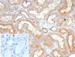 Leptin Receptor (LEPR)/Ob-R/CD295 Antibody in Immunohistochemistry (Paraffin) (IHC (P))