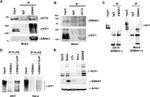 Oct-2 Antibody in Western Blot, Immunoprecipitation (WB, IP)