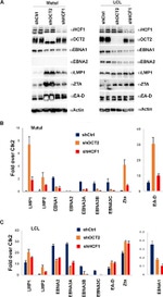 Oct-2 Antibody in Western Blot (WB)