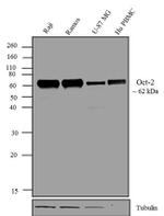 Oct-2 Antibody in Western Blot (WB)