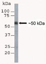 Oct-2 Antibody in Western Blot (WB)