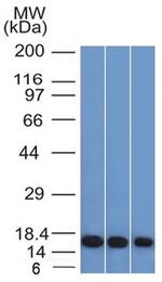 Galectin-1/Human Placental Lactogen (hPL) Antibody in Western Blot (WB)