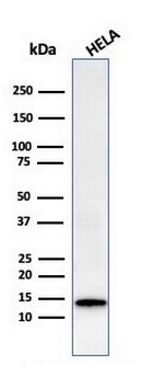 Galectin-1/Human Placental Lactogen (hPL) Antibody in Western Blot (WB)