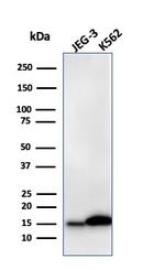 Galectin-1/Human Placental Lactogen (hPL) Antibody in Western Blot (WB)