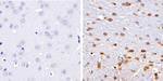 SMAD5 Antibody in Immunohistochemistry (Paraffin) (IHC (P))