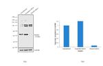 SMAD5 Antibody