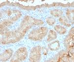 Galectin-3 (LGALS3) (Thyroid Cell Marker) Antibody in Immunohistochemistry (Paraffin) (IHC (P))