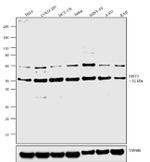 MST3 Antibody in Western Blot (WB)