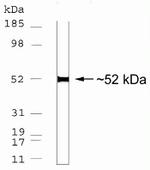 MST3 Antibody in Western Blot (WB)