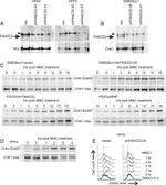 Nucleolin Antibody in Western Blot (WB)