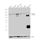 Nucleolin Antibody in Western Blot (WB)