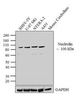 Nucleolin Antibody in Western Blot (WB)