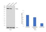 Nucleolin Antibody