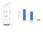 PIAS1 Antibody