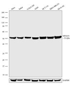 MINA53 Antibody in Western Blot (WB)